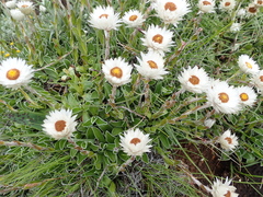 Helichrysum marginatum