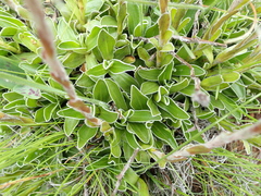Helichrysum marginatum