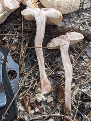 Amanita mutabilis image