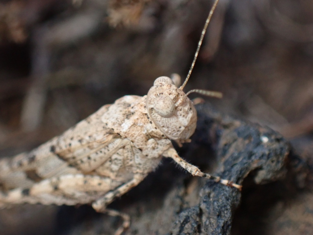 Tenerife Sand Grasshopper