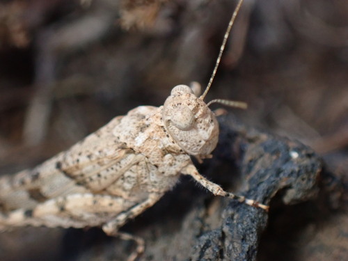 Tenerife Sand Grasshopper