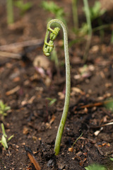 Pteridium latiusculum japonicum