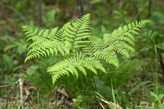 Pteridium latiusculum japonicum