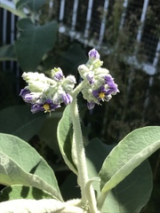 Solanum mauritianum