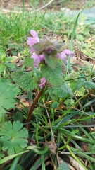 Lamium purpureum
