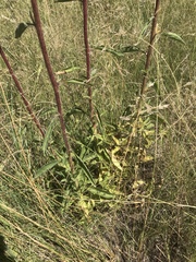 Campuloclinium macrocephalum