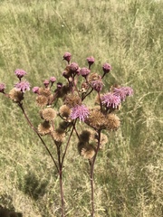 Campuloclinium macrocephalum