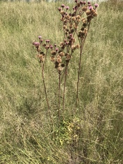 Campuloclinium macrocephalum