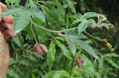 Passiflora pinnatistipula