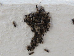 Oxycarenus hyalinipennis