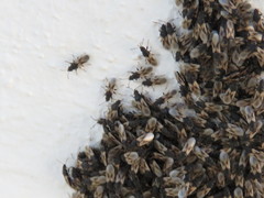 Oxycarenus hyalinipennis