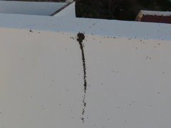 Oxycarenus hyalinipennis