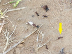 Tetramorium setuliferum