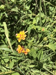 Lantana camara