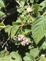 Lantana camara