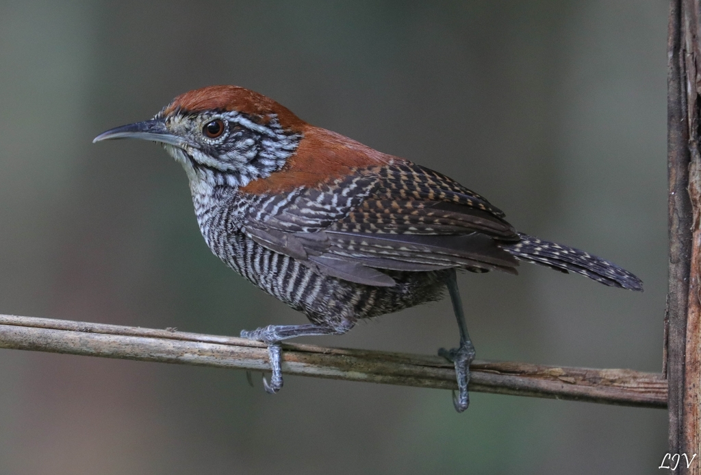 Riverside Wren photo