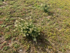 Astragalus fastidius