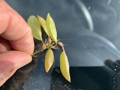 Astragalus fastidius