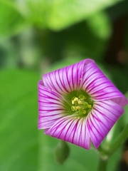 Oxalis debilis