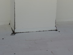 Oxycarenus hyalinipennis