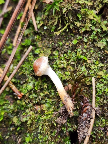 Hebeloma excedens
