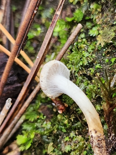 Hebeloma excedens (Photo 2 of 10)