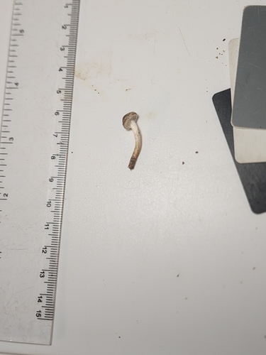 Hebeloma excedens (Photo 3 of 10)