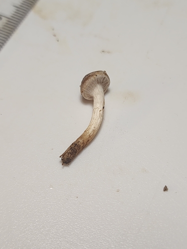 Hebeloma excedens (Photo 4 of 10)