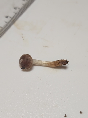 Hebeloma excedens (Photo 5 of 10)