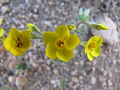 Leptosiphon chrysanthus
