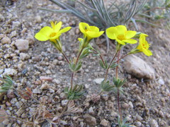 Leptosiphon chrysanthus