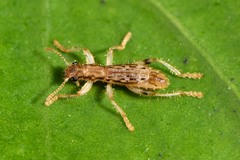 Lemidia aptera