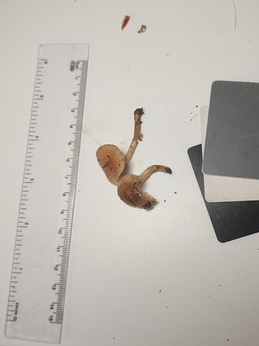 Hebeloma excedens (Photo 6 of 10)
