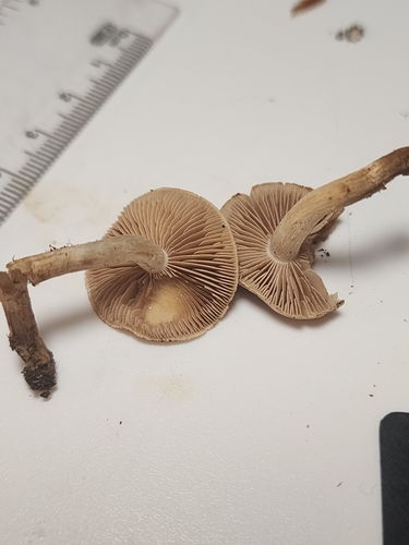 Hebeloma excedens (Photo 7 of 10)