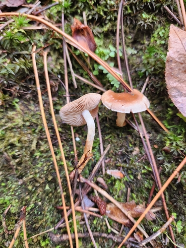 Hebeloma excedens (Photo 8 of 10)