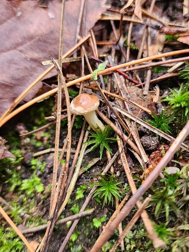 Hebeloma excedens (Photo 9 of 10)