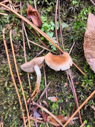 Hebeloma excedens (Photo 10 of 10)