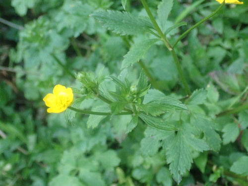 Image of Ranunculus multifidus by (c) agujaceratops, some rights reserved (CC BY)