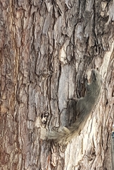 Callosciurus finlaysonii