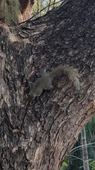 Callosciurus finlaysonii