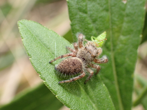 Grayish Jumping Spider photo 4
