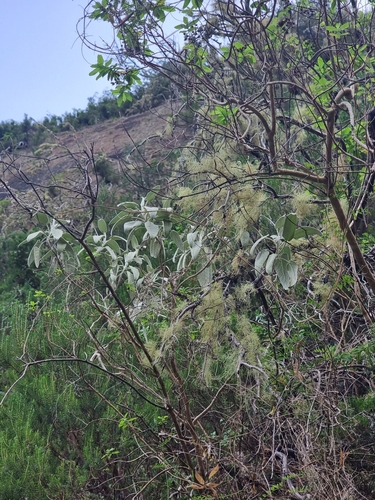 Image of Sideritis candicans by (c) Vítor Jorge, some rights reserved (CC BY)