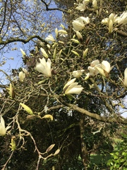 Magnolia salicifolia