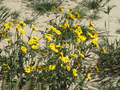 Monolopia lanceolata