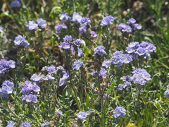 Phacelia ciliata ciliata