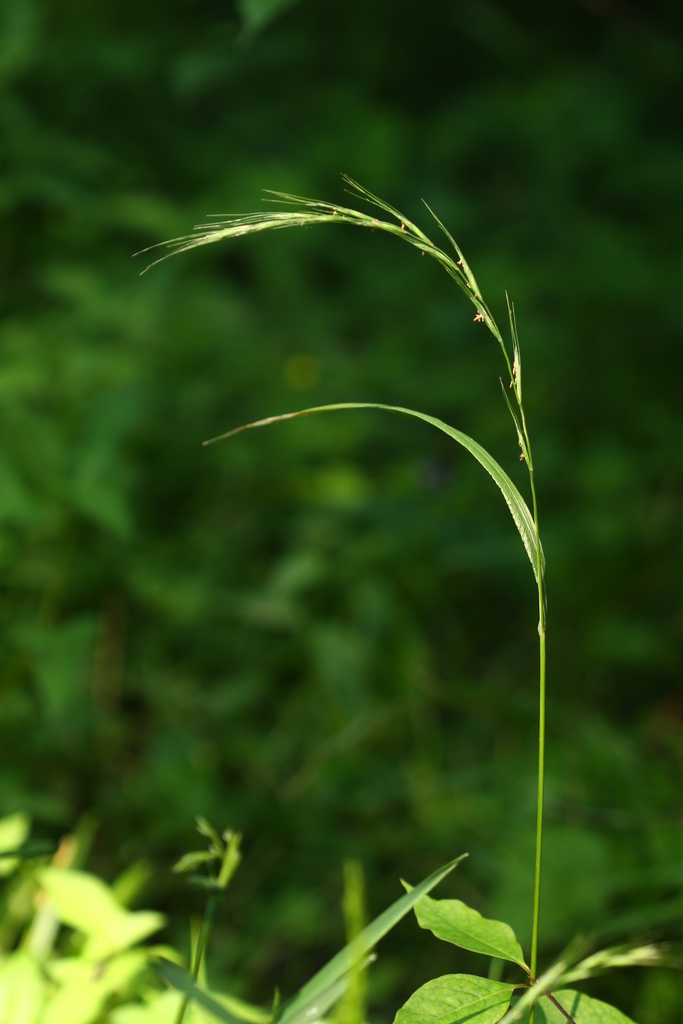Elymus pendulinus