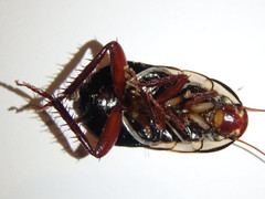 Drymaplaneta communis