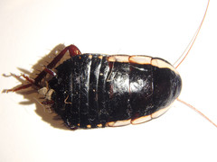 Drymaplaneta communis