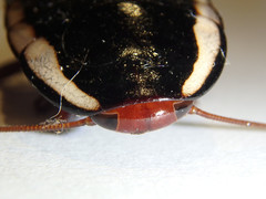 Drymaplaneta communis