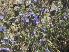 Phacelia ciliata ciliata